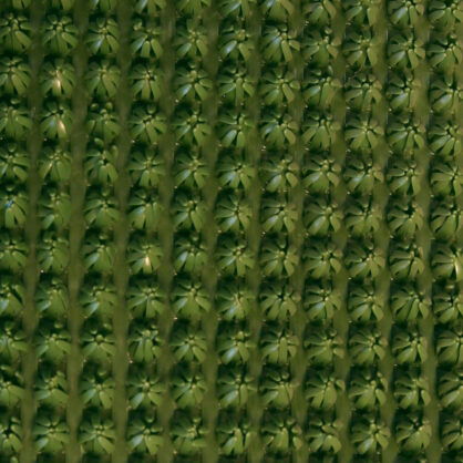 Tihe põld vaatega rohelisele viljale ülalt.