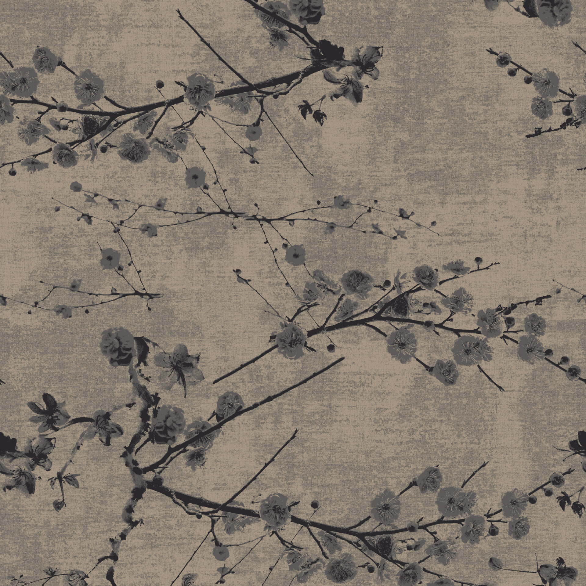 Jaapani sakura õie oksad hallil taustal