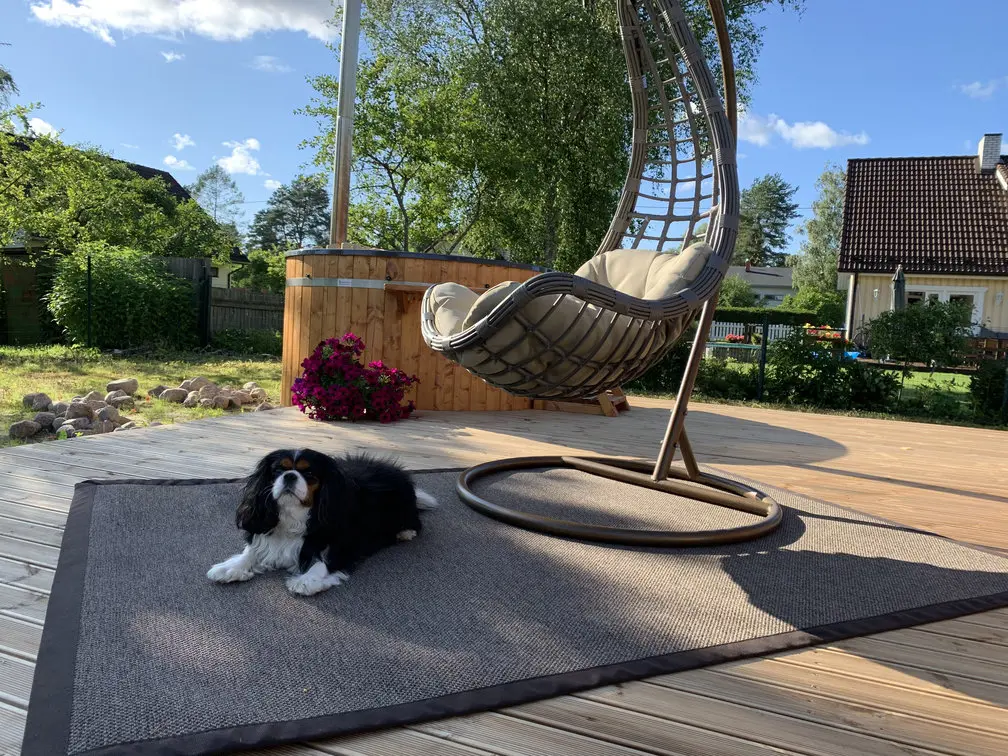 Koer puhkab õues terrassil ja lamamistool